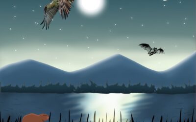 Birds, bats and beavers!